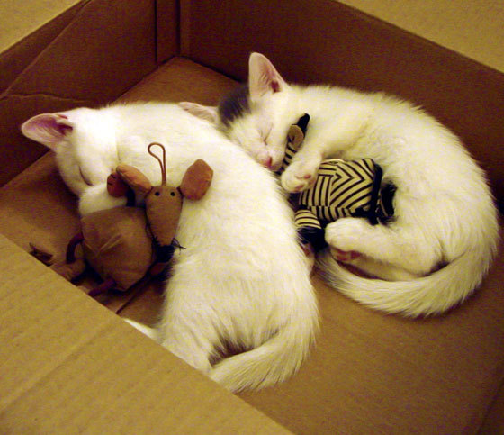 “球队激烈拼杀,战术创新助力攻势突围”