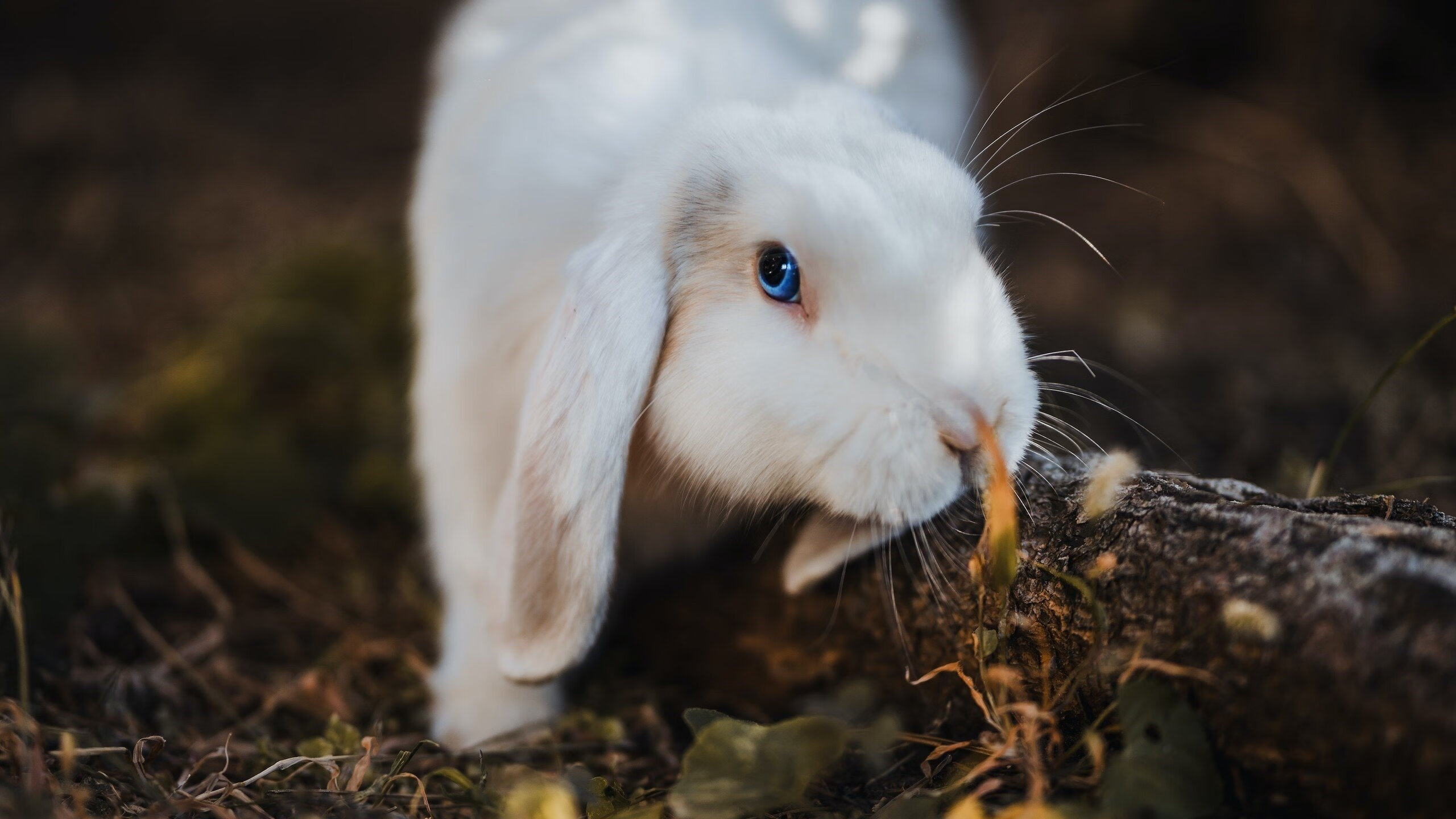 “青少年足球冬令营在多个城市同步举办”,全国青少年足球冬令营