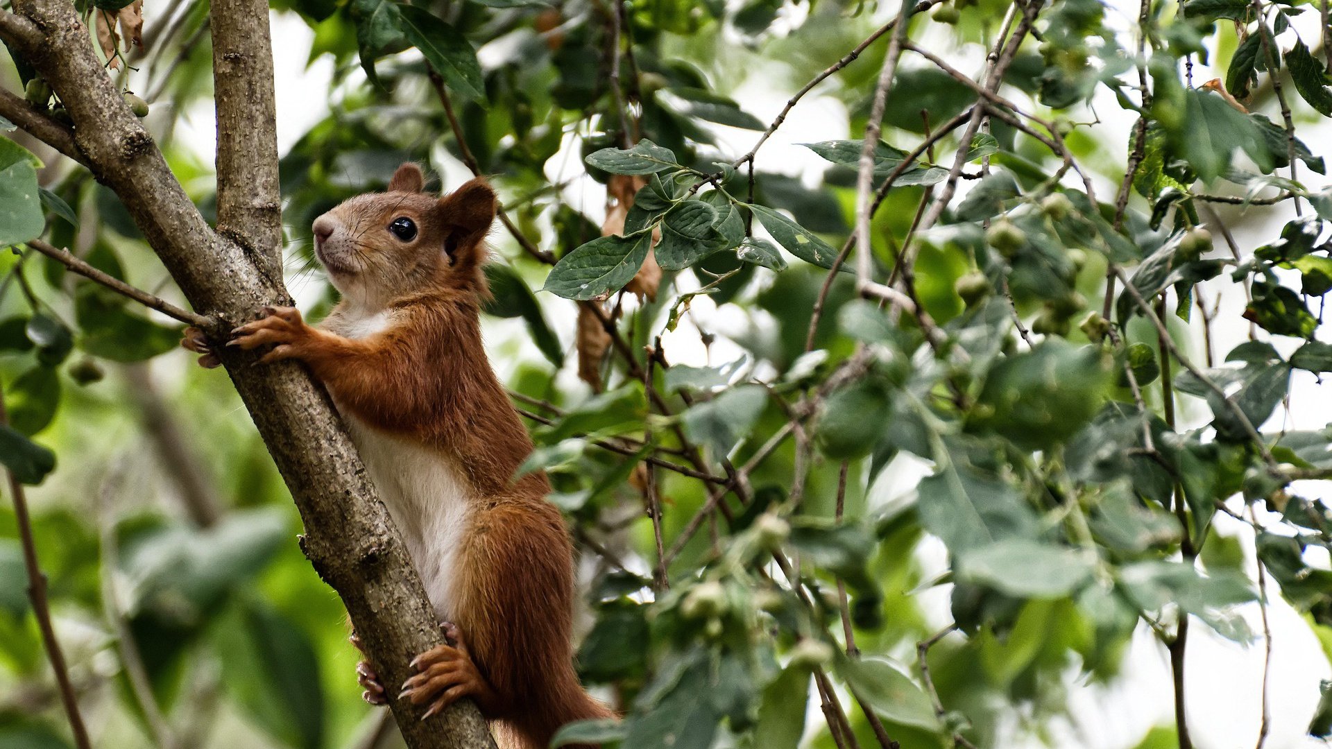 爱游戏体育-意甲战术演变，注重控球与防守结合，意甲战术强在哪里