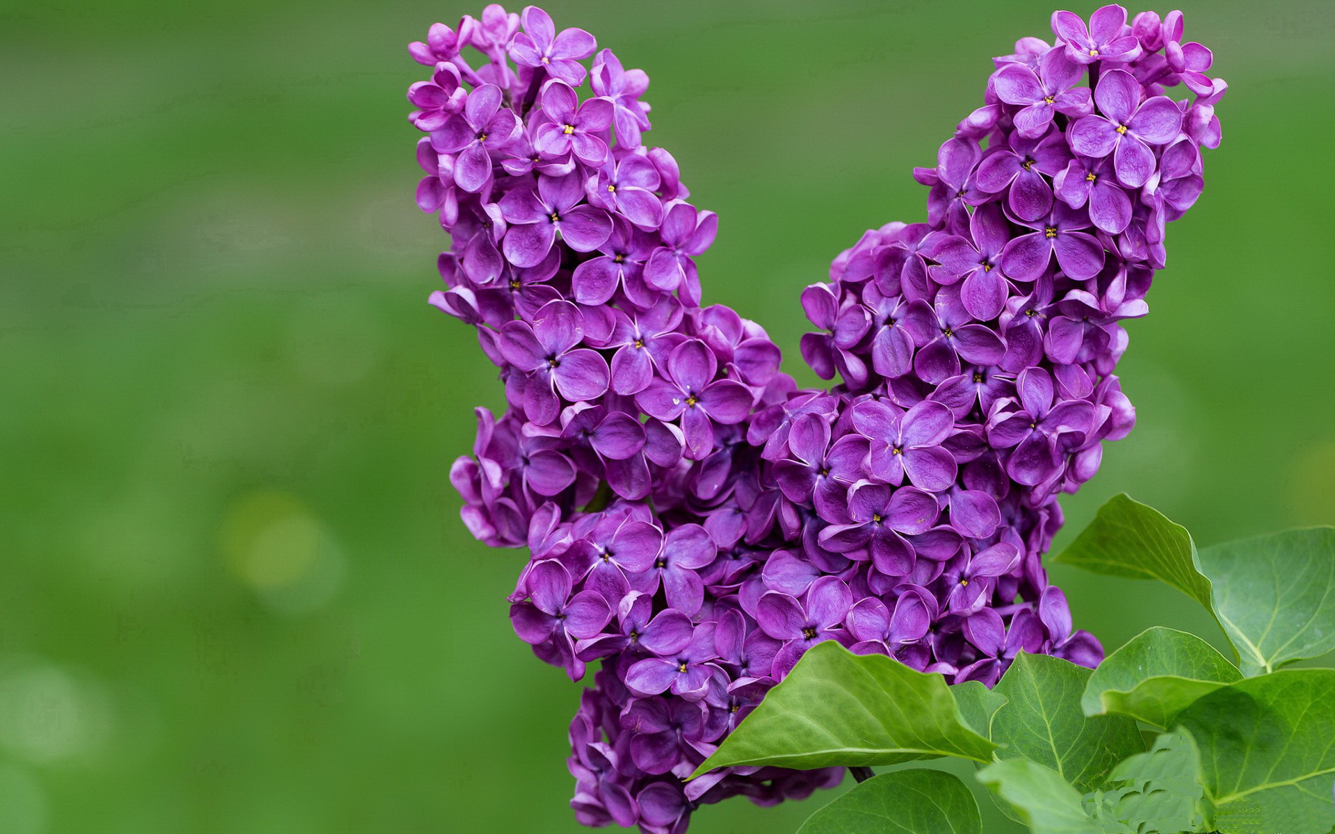 法甲2-1,球迷反应热烈,法甲 球队