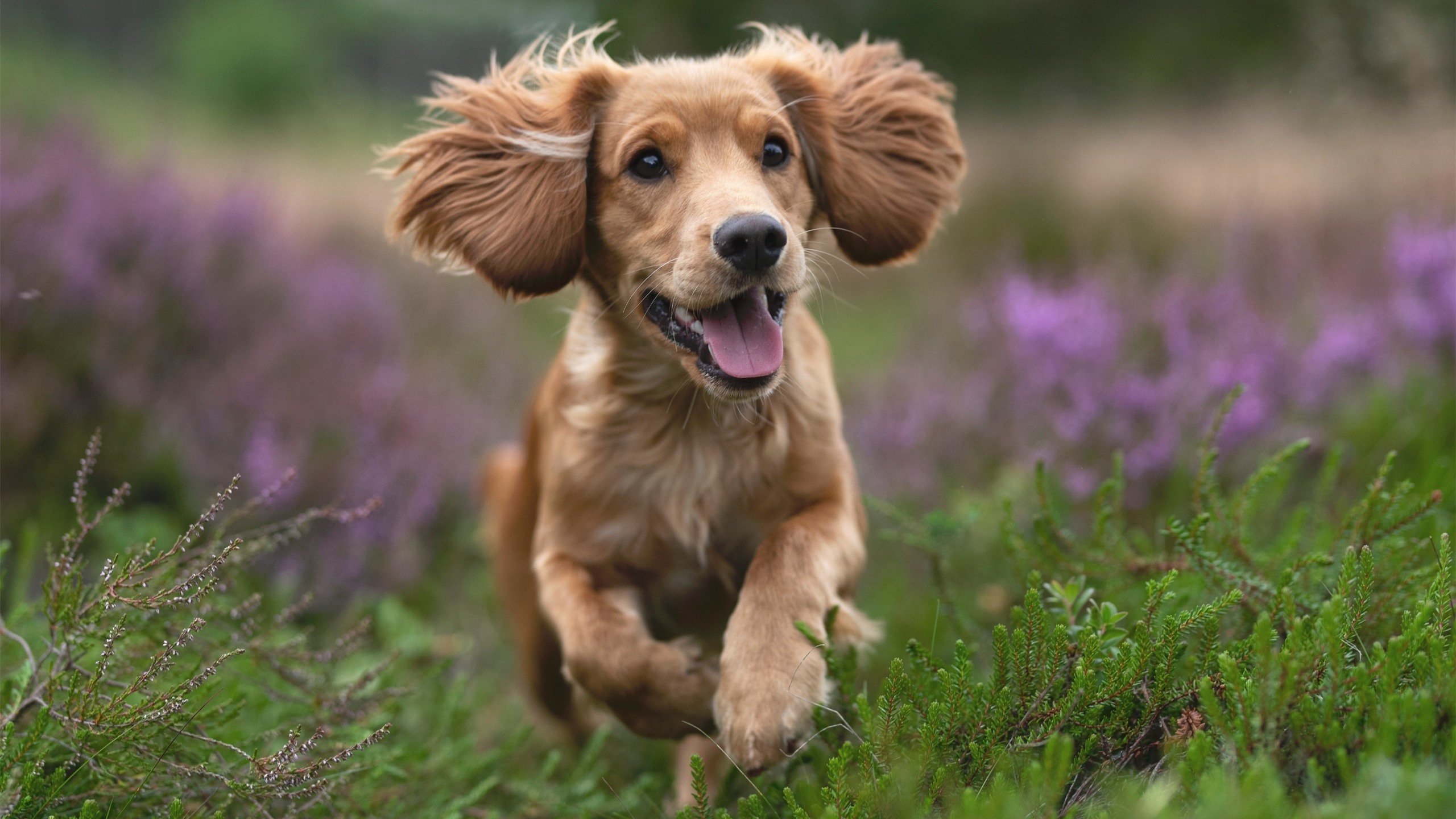 AYX GAMING-沙滩排球亚洲巡回赛海南站激情开赛，沙滩排球最近比赛2021