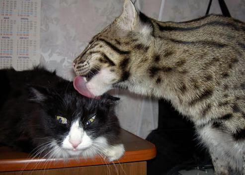 足球球员媒介素养培训课程全面铺开，足球培训宣传页