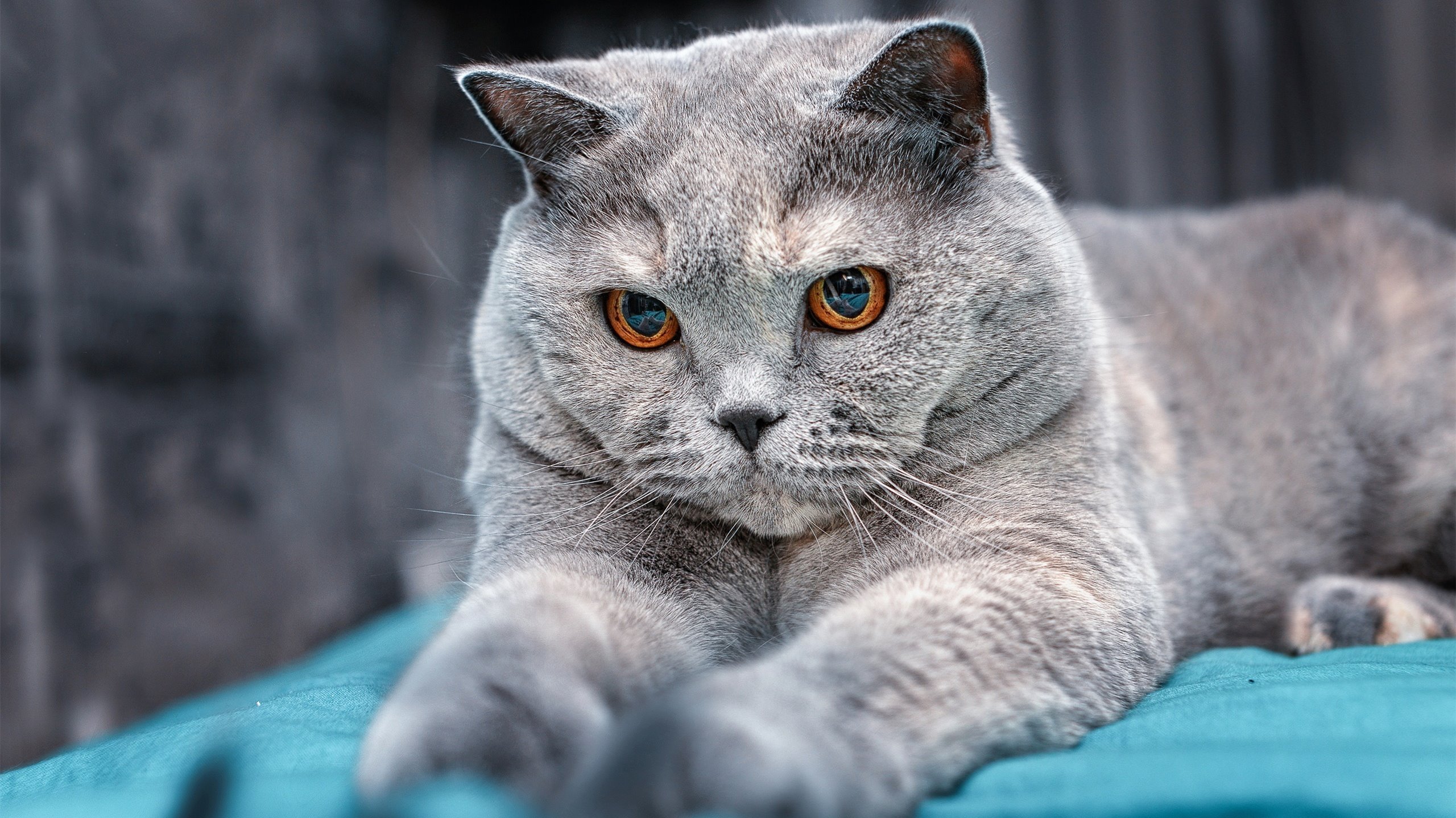 Gen.G战队比赛录像分析分享,gen.g战队百度百科