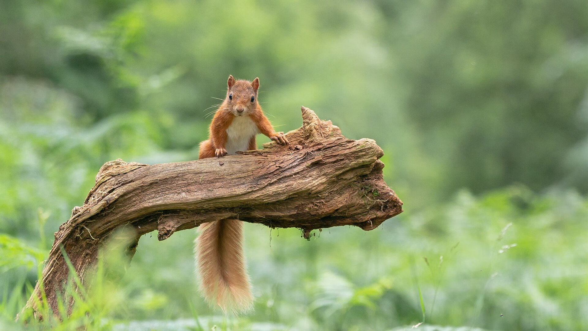 爱游戏电竞官网-RNG锁定季后赛席位，rng锁定世界赛