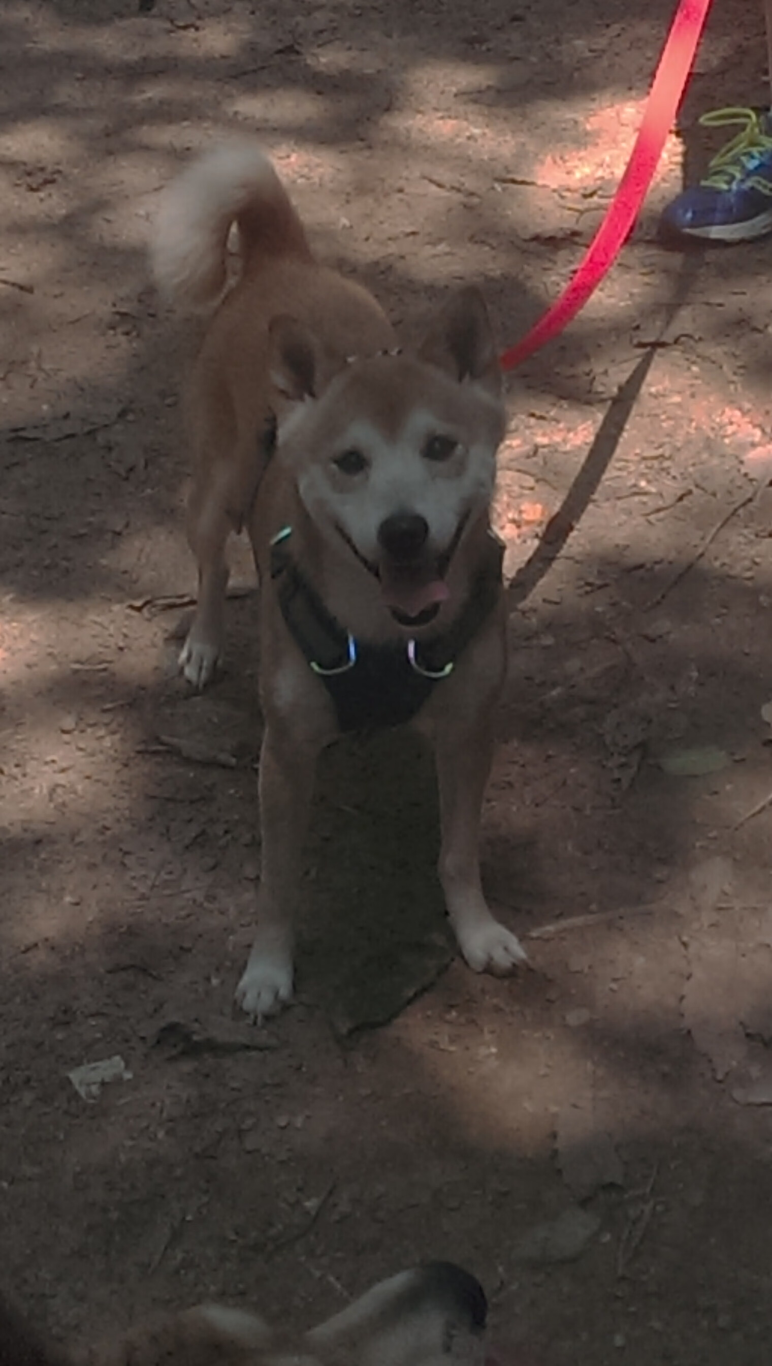 爱游戏综合娱乐-伯恩茅斯众志成城，客场大胜领跑者，伯恩茅斯图片