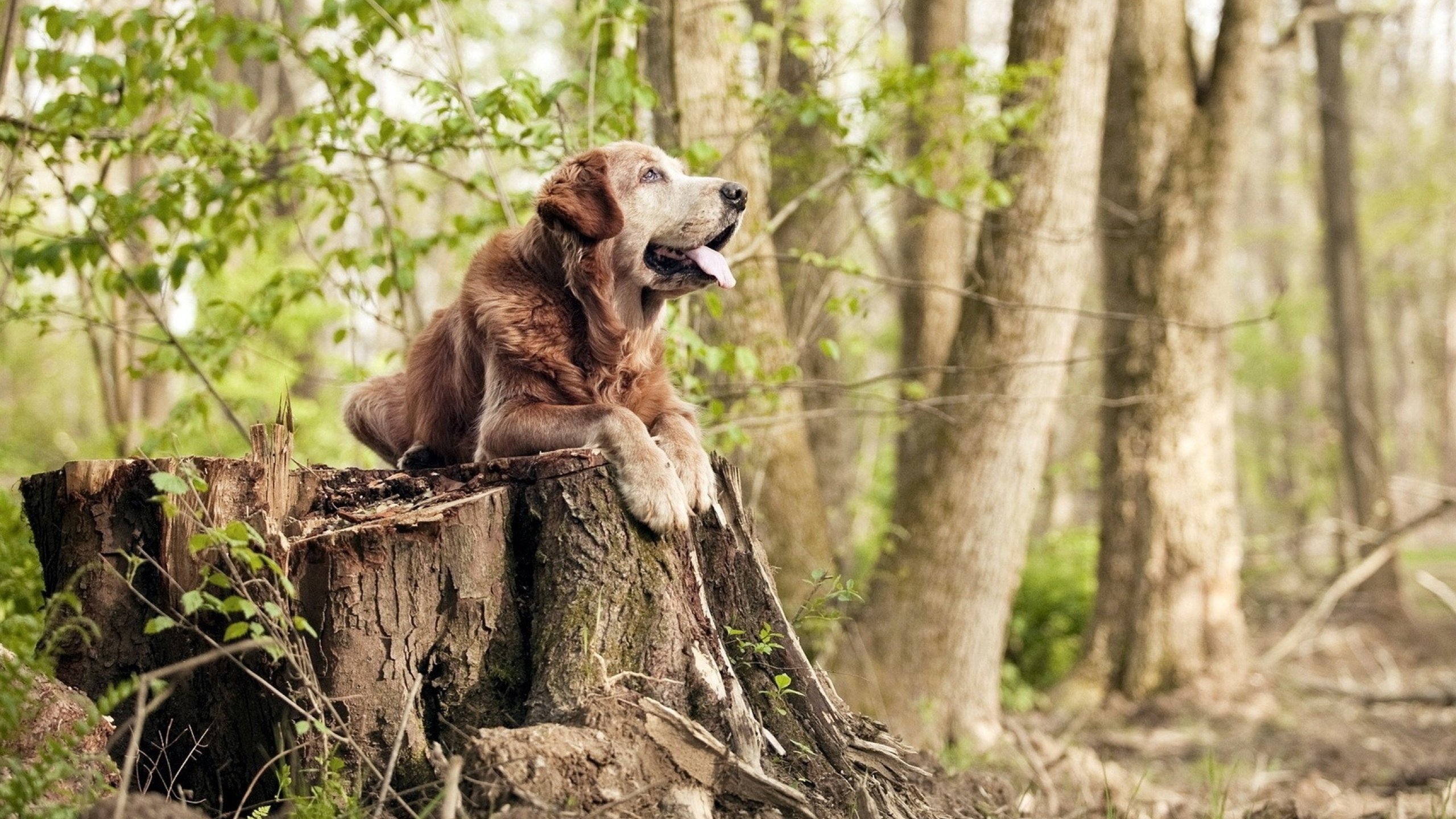 爱游戏平台-墨西哥队在美洲杯中表现出色，一路晋级，墨西哥美洲杯大名单