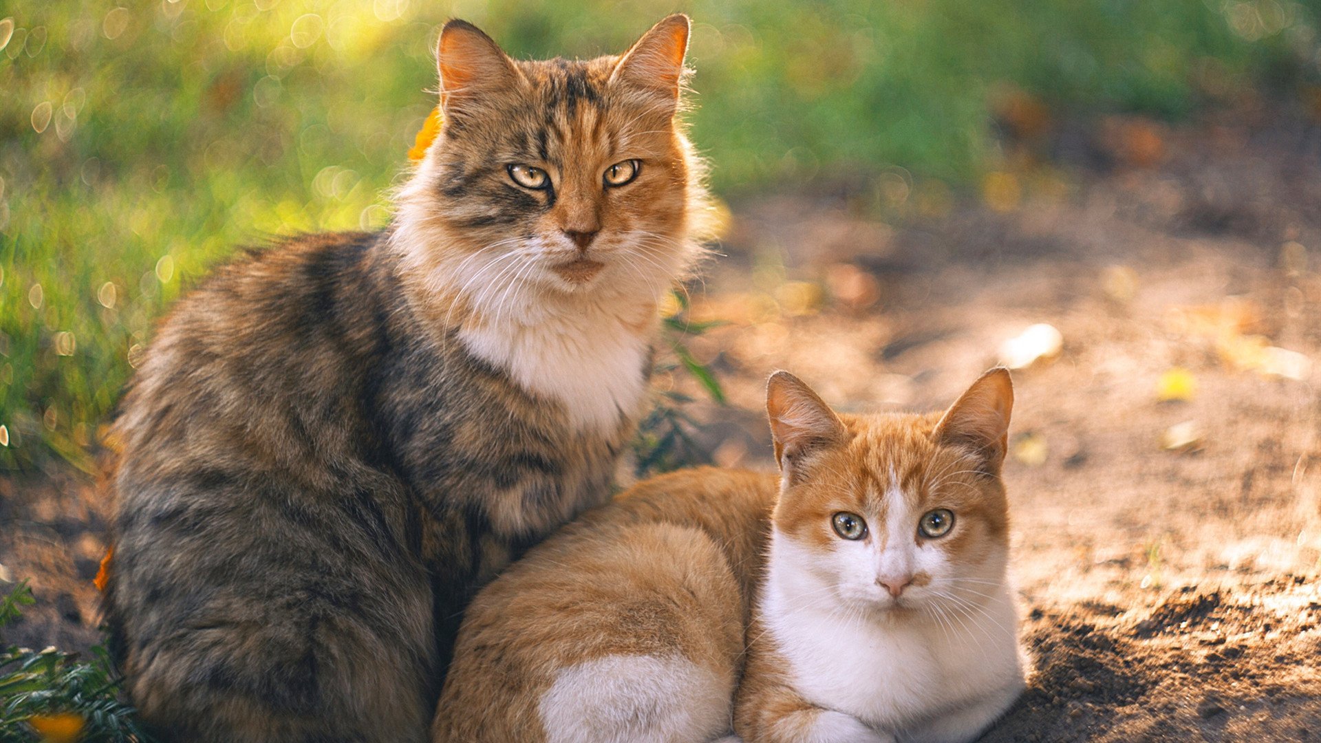 爱游戏综合娱乐-意大利举重选手在女子比赛中获得铜牌，意大利举重小哥zanni