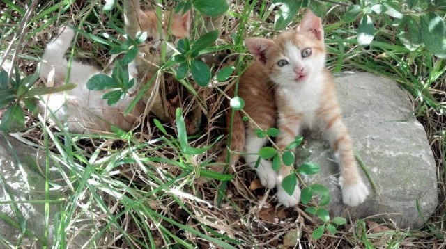 爱游戏娱乐网址-意甲球队新签约外援已开始适应战术体系，意甲外援上场规则