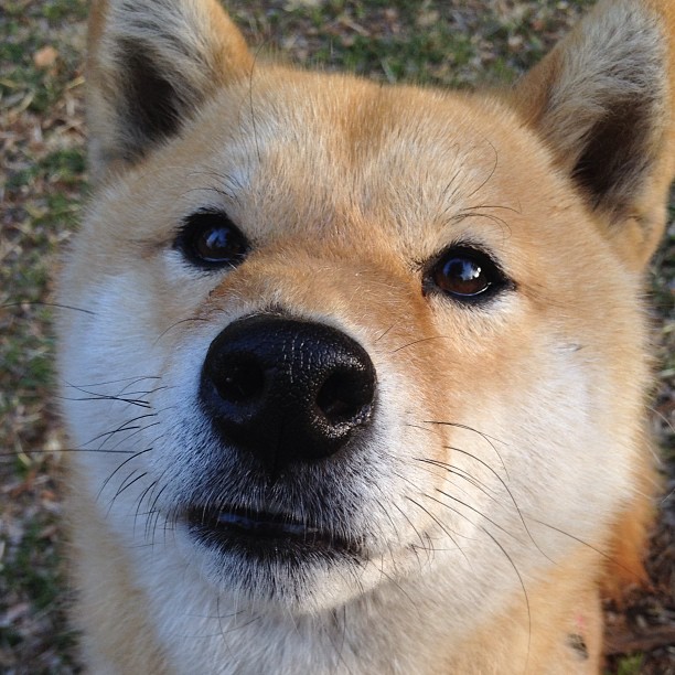 爱游戏体育平台-沃特福德团队配合默契，黄蜂军团奋力保级，沃特福德ds