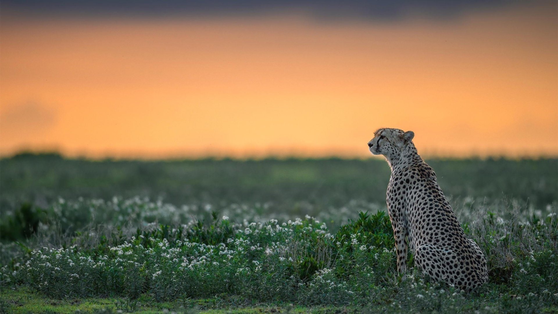 爱游戏app下载-诺丁汉森林锋线威胁大，城市地标冲击前八，诺丁汉森林的主场