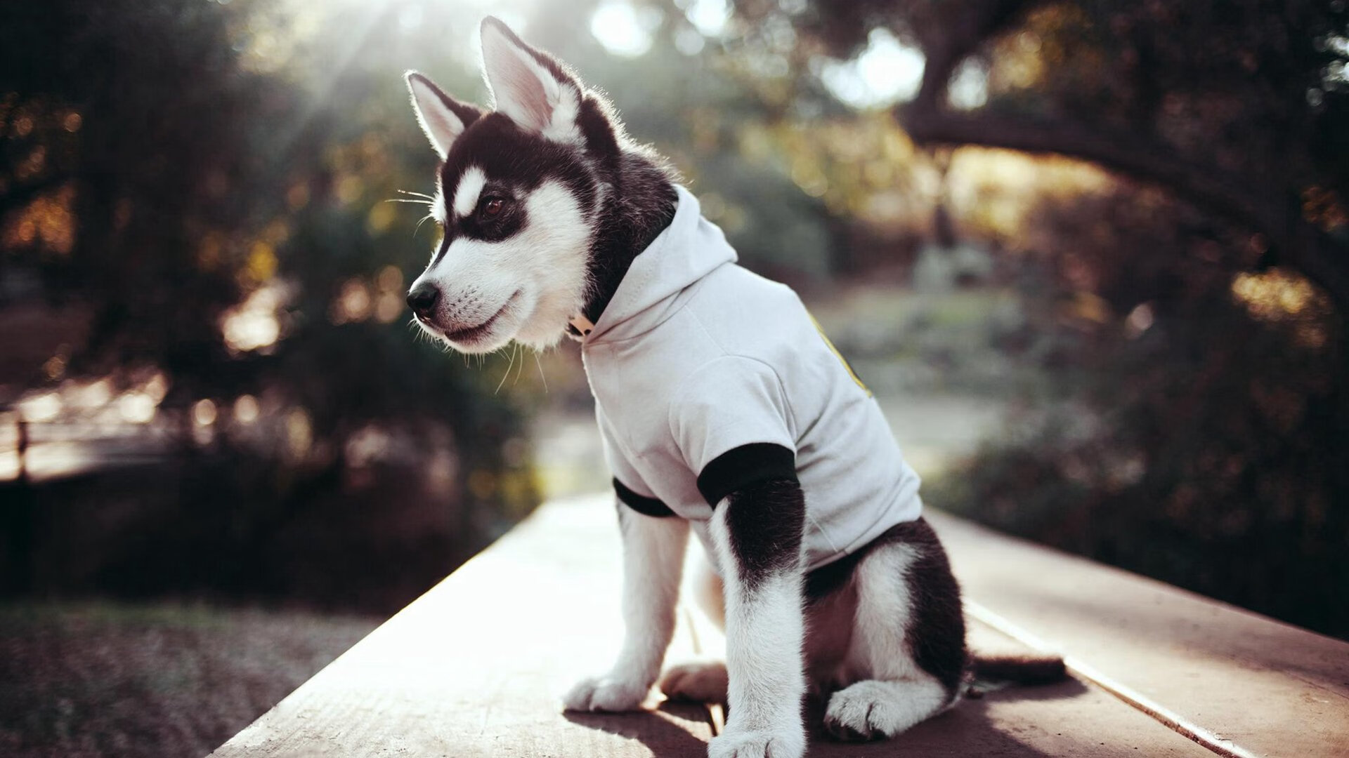 法甲火力全开：攻守转换的艺术盛宴，法甲推荐